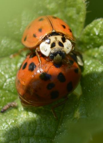 Harmonia axyridis